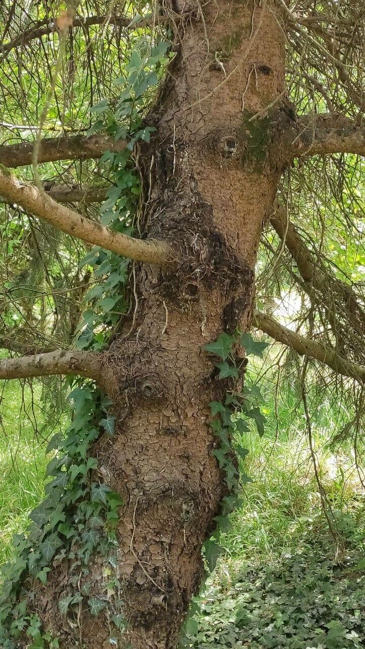 Abete di Morinda 13