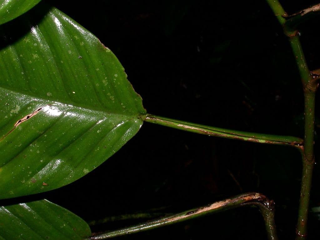 Philodendron 4