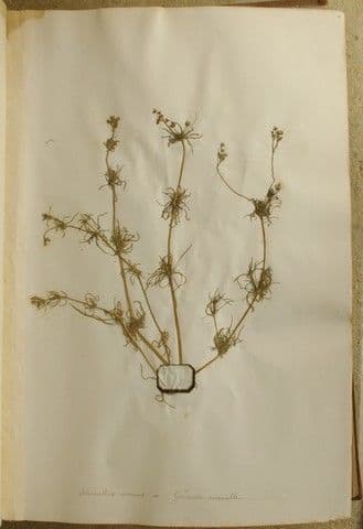 Centonchio annuale 20