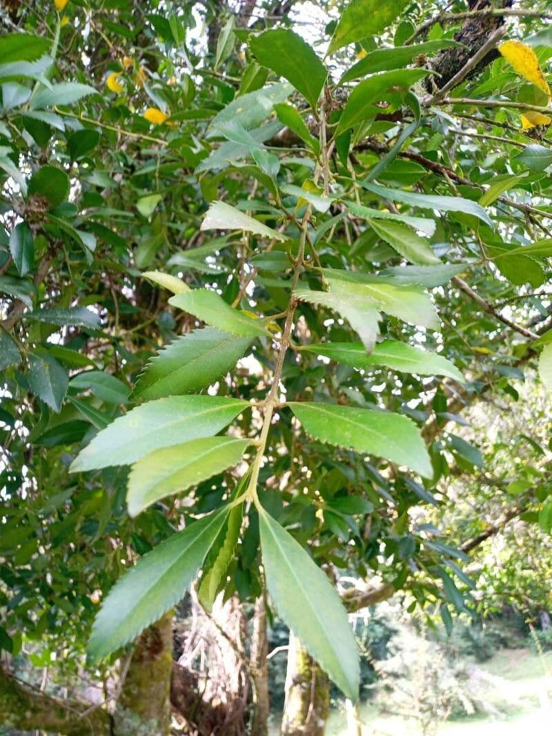 Tepa 11