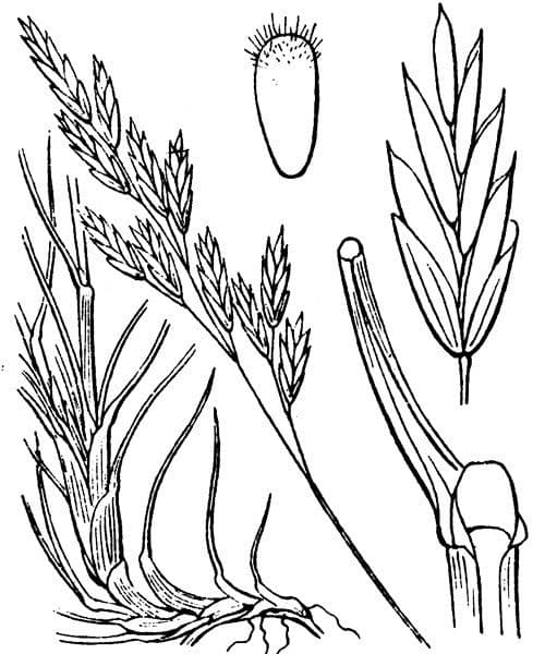 Festuca gautieri 19
