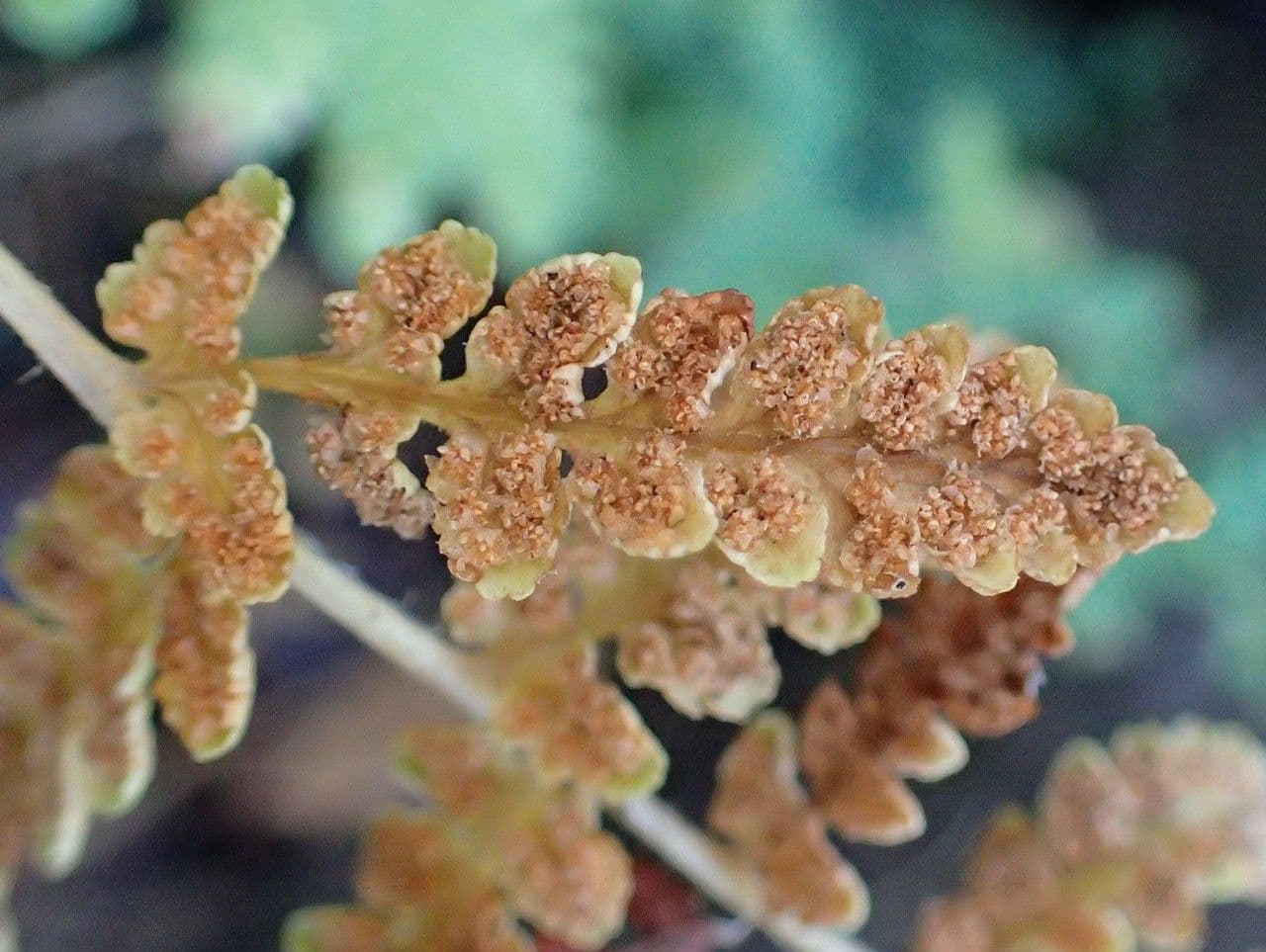 Woodsia obtusa