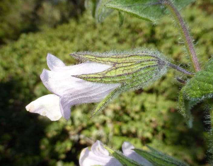 Salvia brocca 3