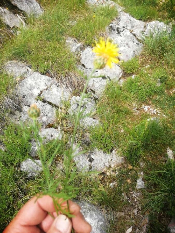 Felsen-Kornblume 10