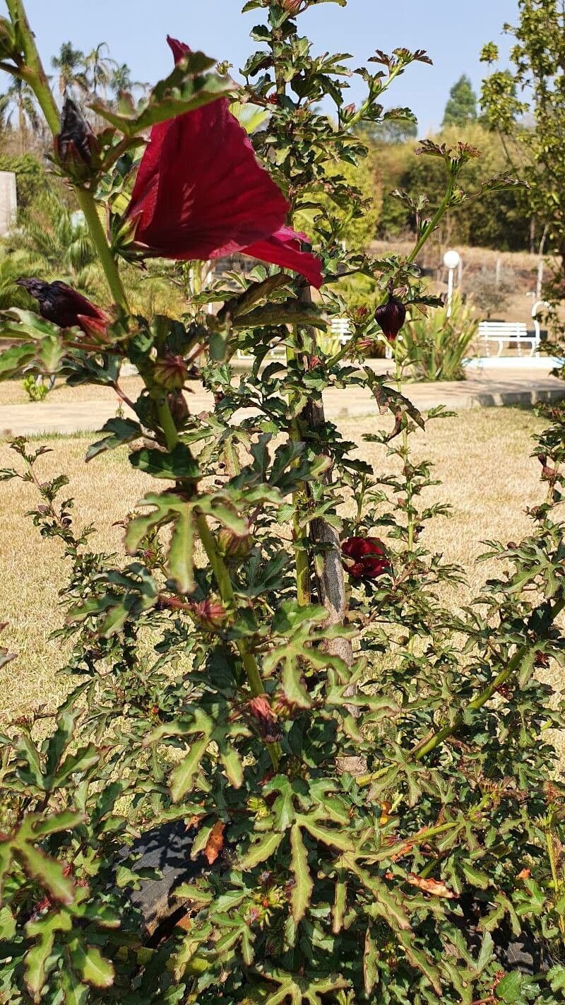 Essigblättriger Hibiskus 9