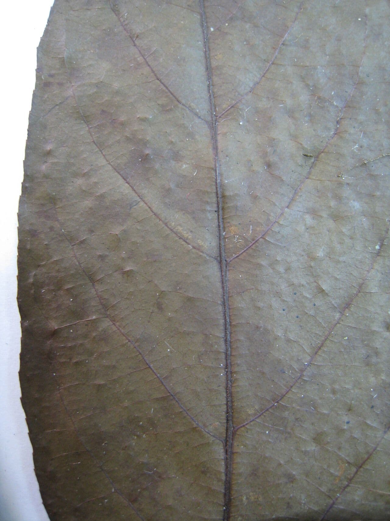 Casearia 2