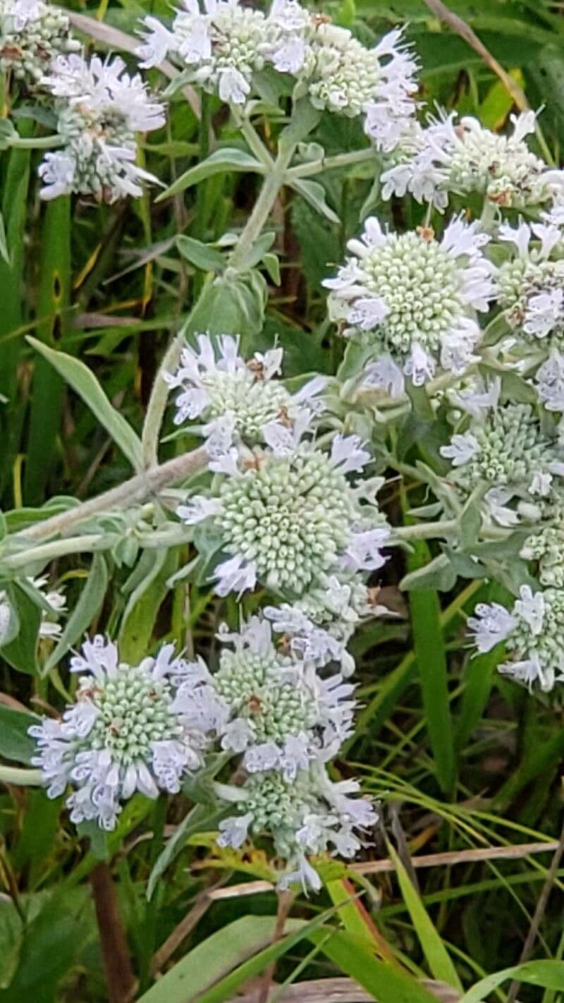 Pycnanthemum verticillatum 5