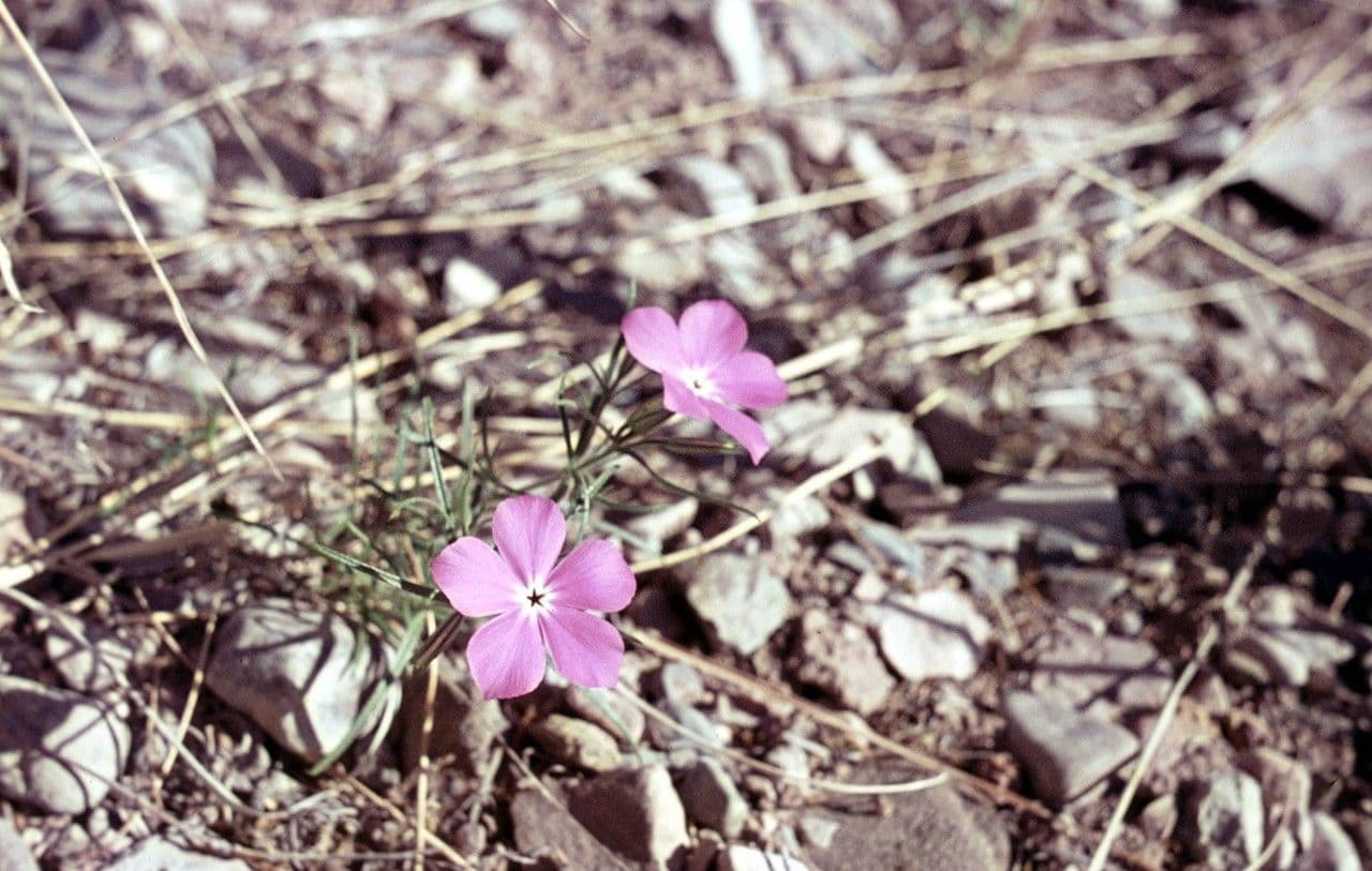 Flogosis 6