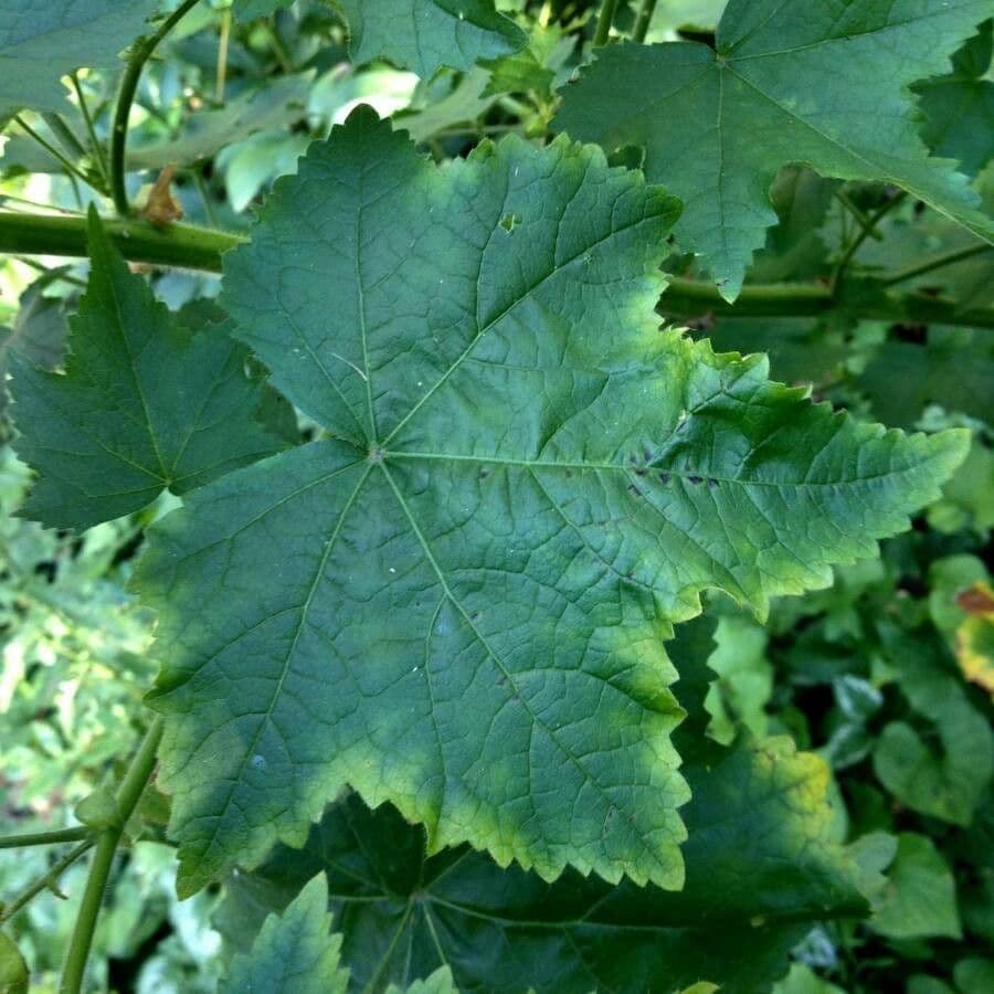 Malva verticillata 20