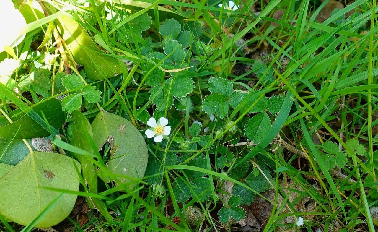 Strawberryleaf cinquefoil 13