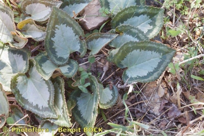 Ciclamino greco 18