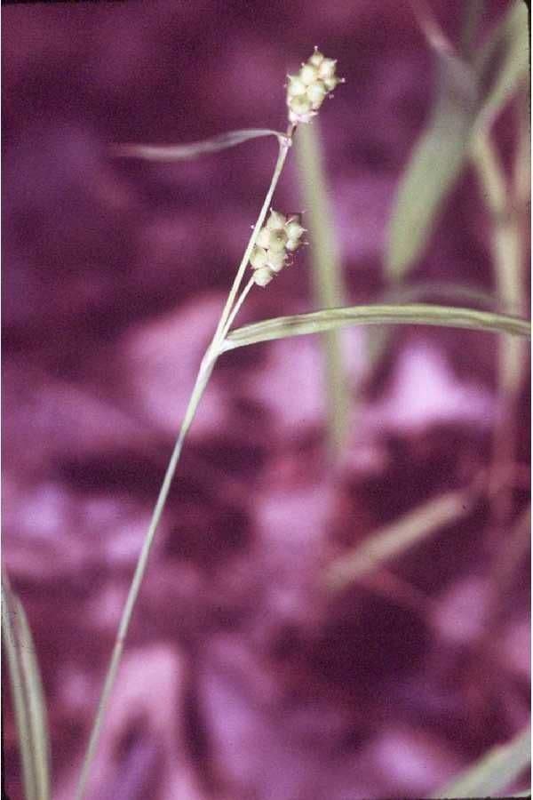 Mietlica cienkoowockowa