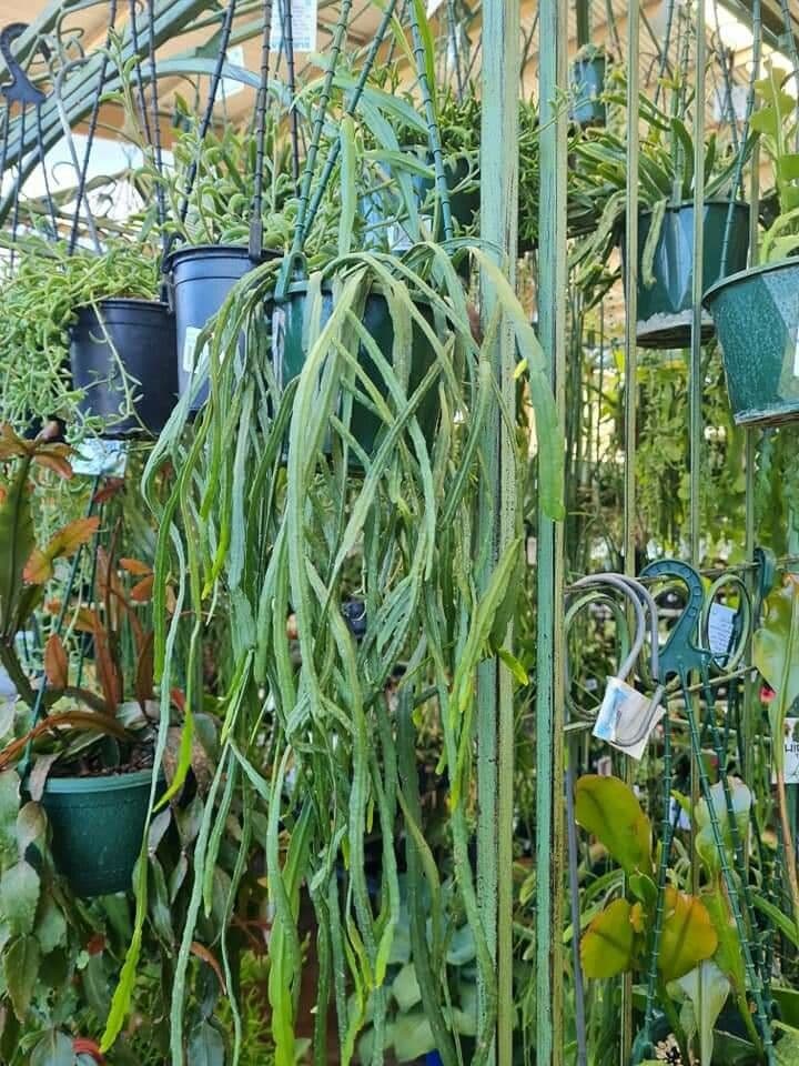 Rhipsalis 3