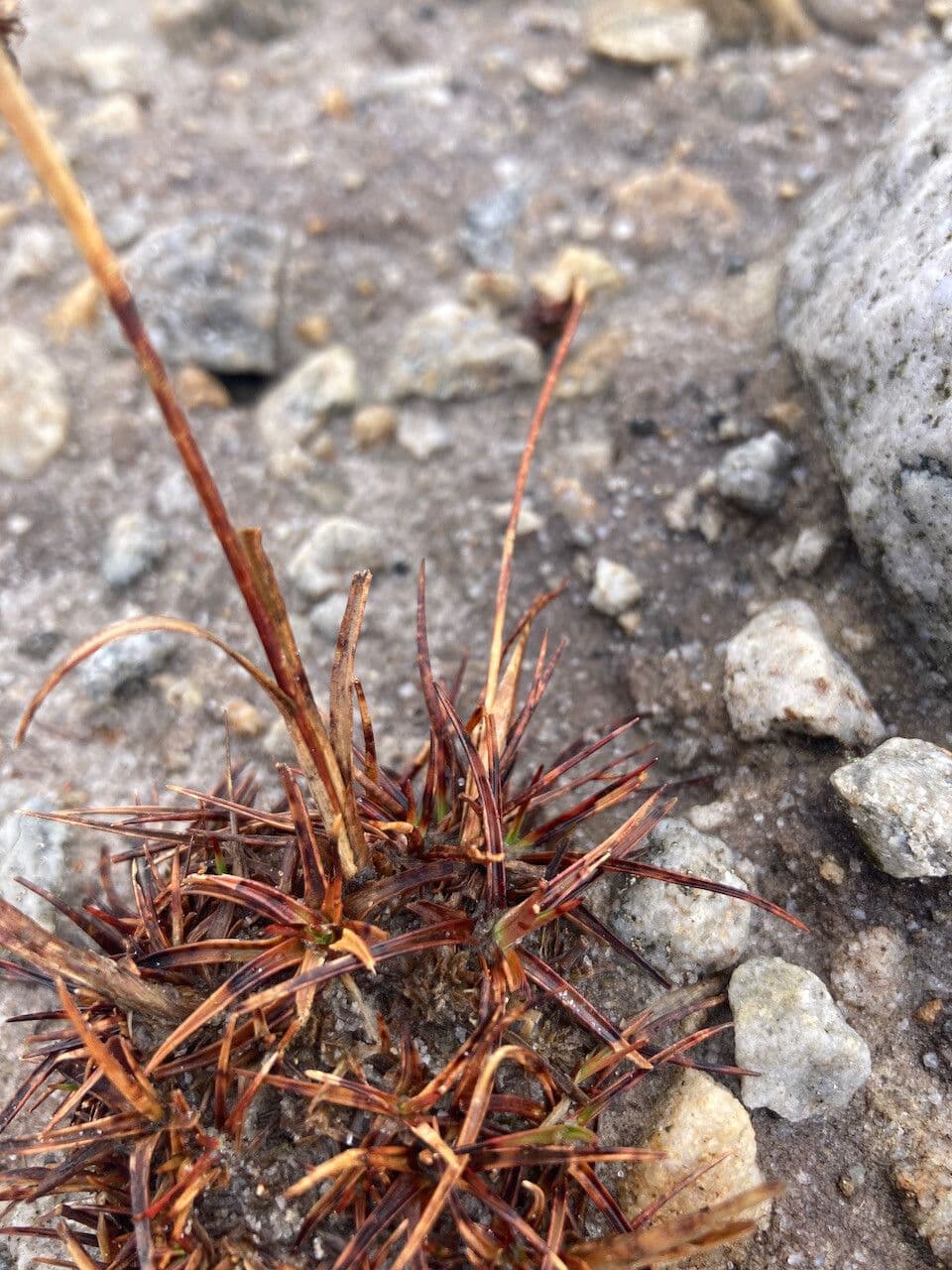 Luzula racemosa 12