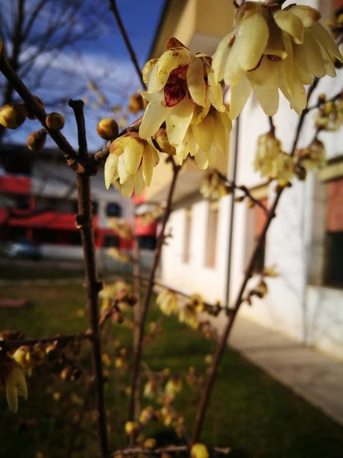 Winterblüte 7