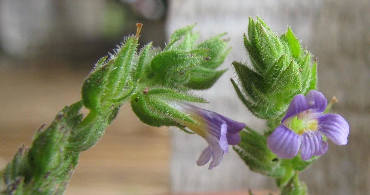 Stemodia durantifolia 8
