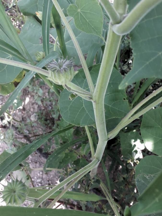 Abutilon di Teofrasto 24