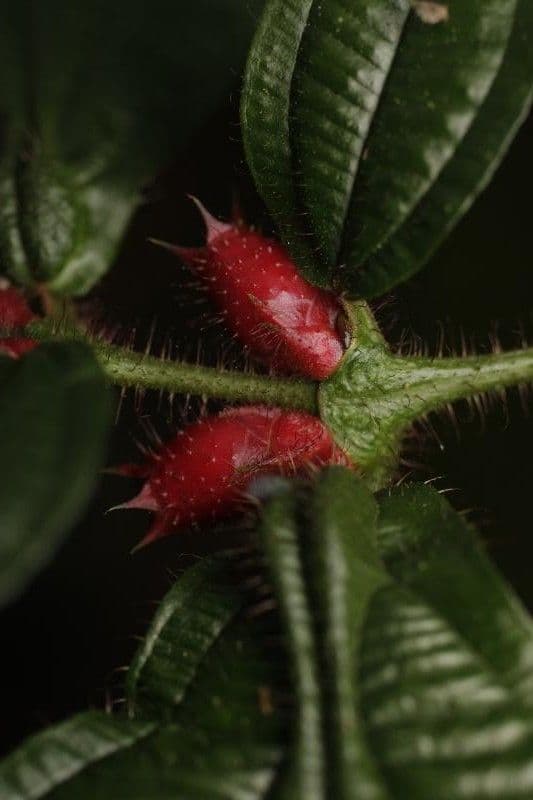 Miconia mayeta 5