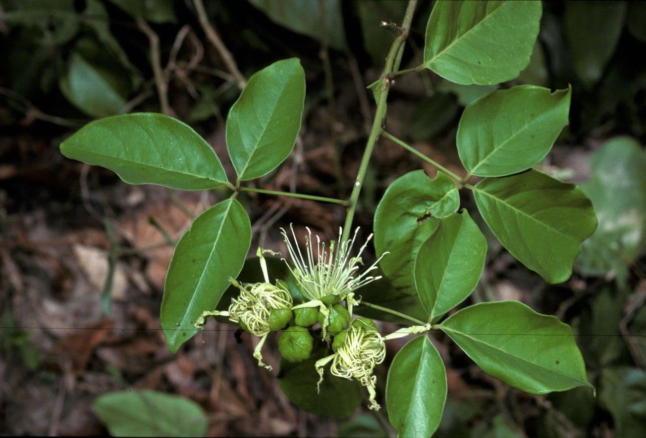 Crateva religiosa 2