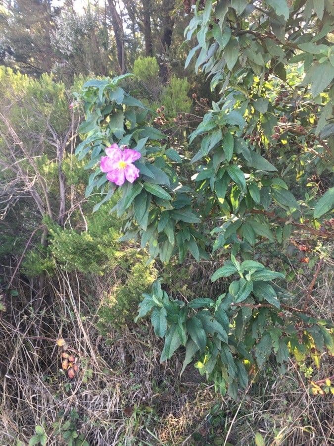 Cistus 15