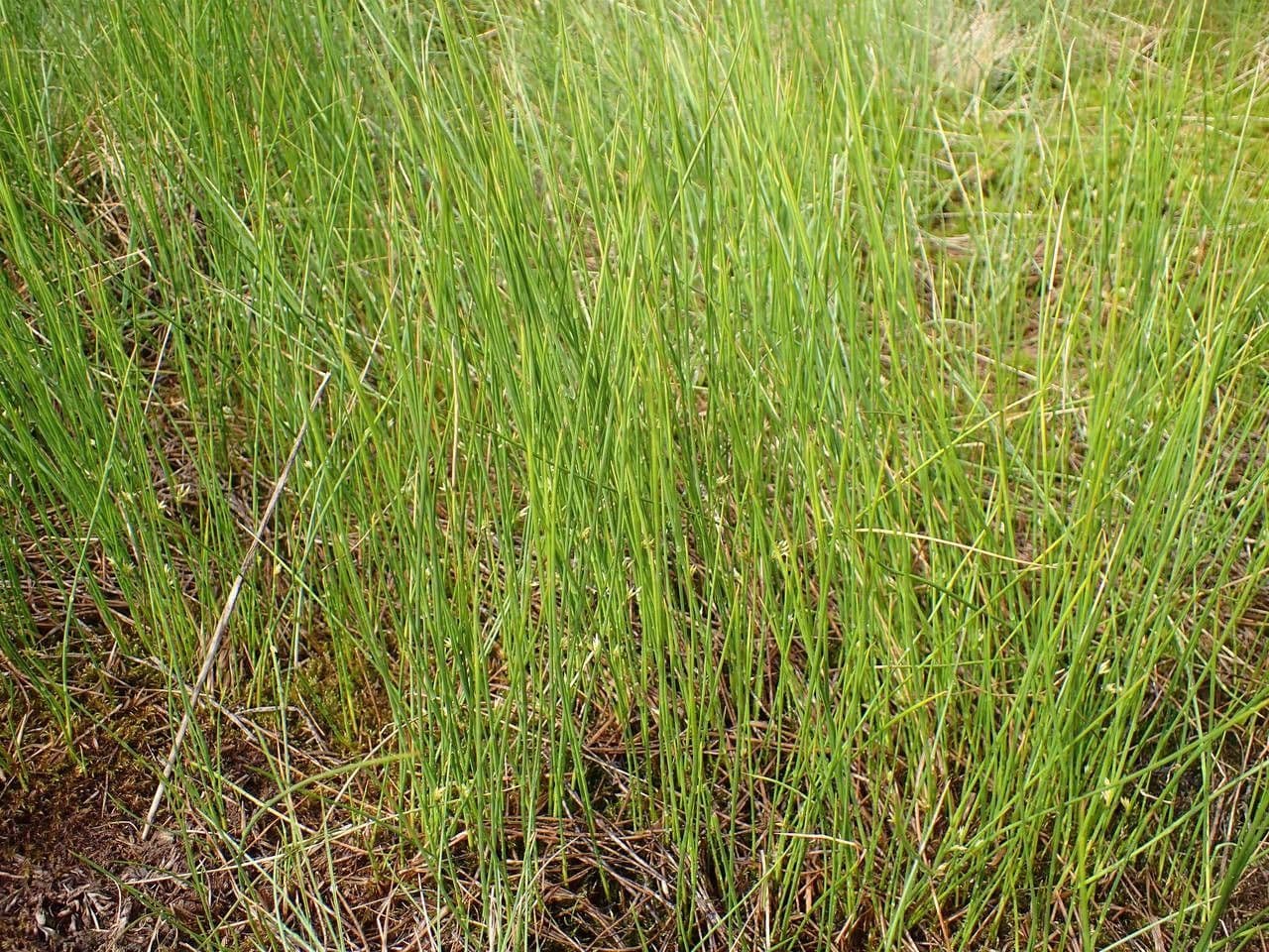 Giunco filiforme 12