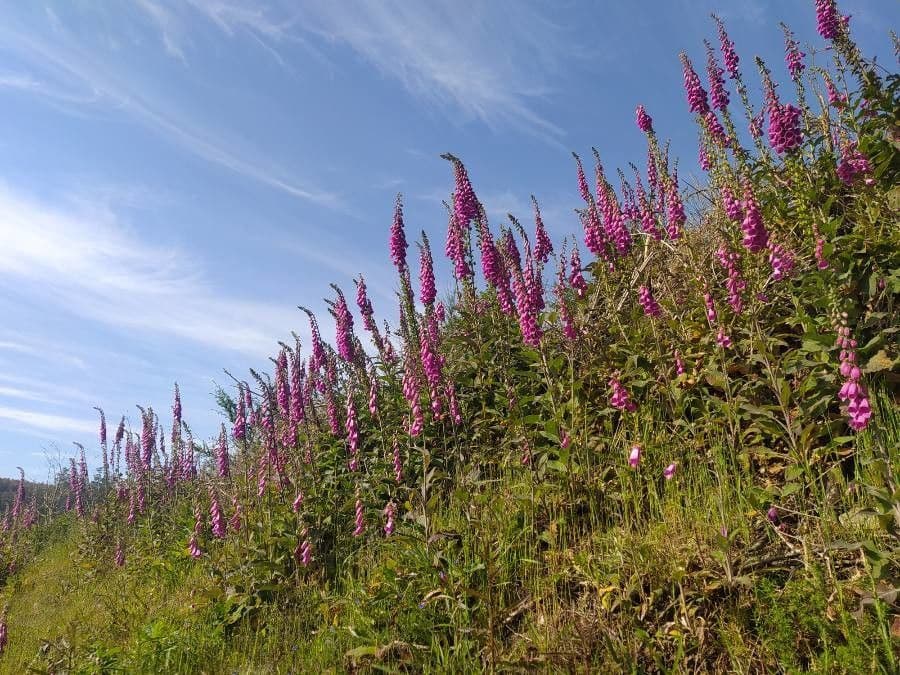 Náprstník červený 30