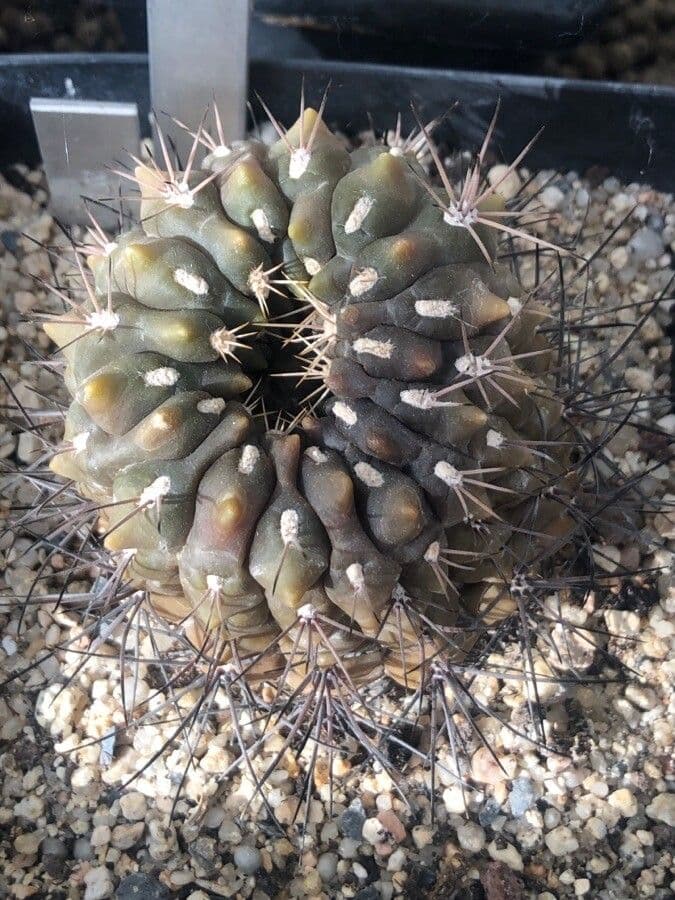 Buckelkaktus 2