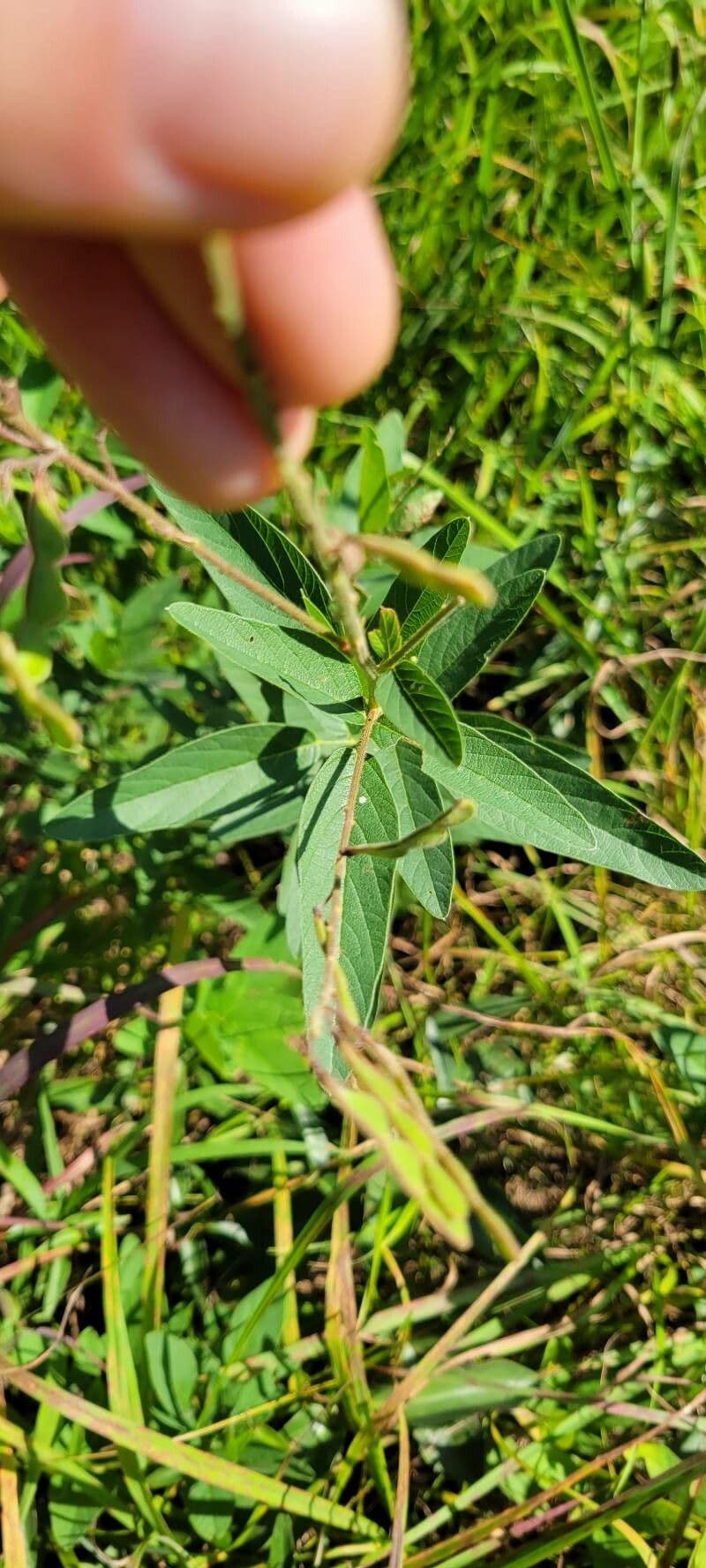 Desmodium canadese 17