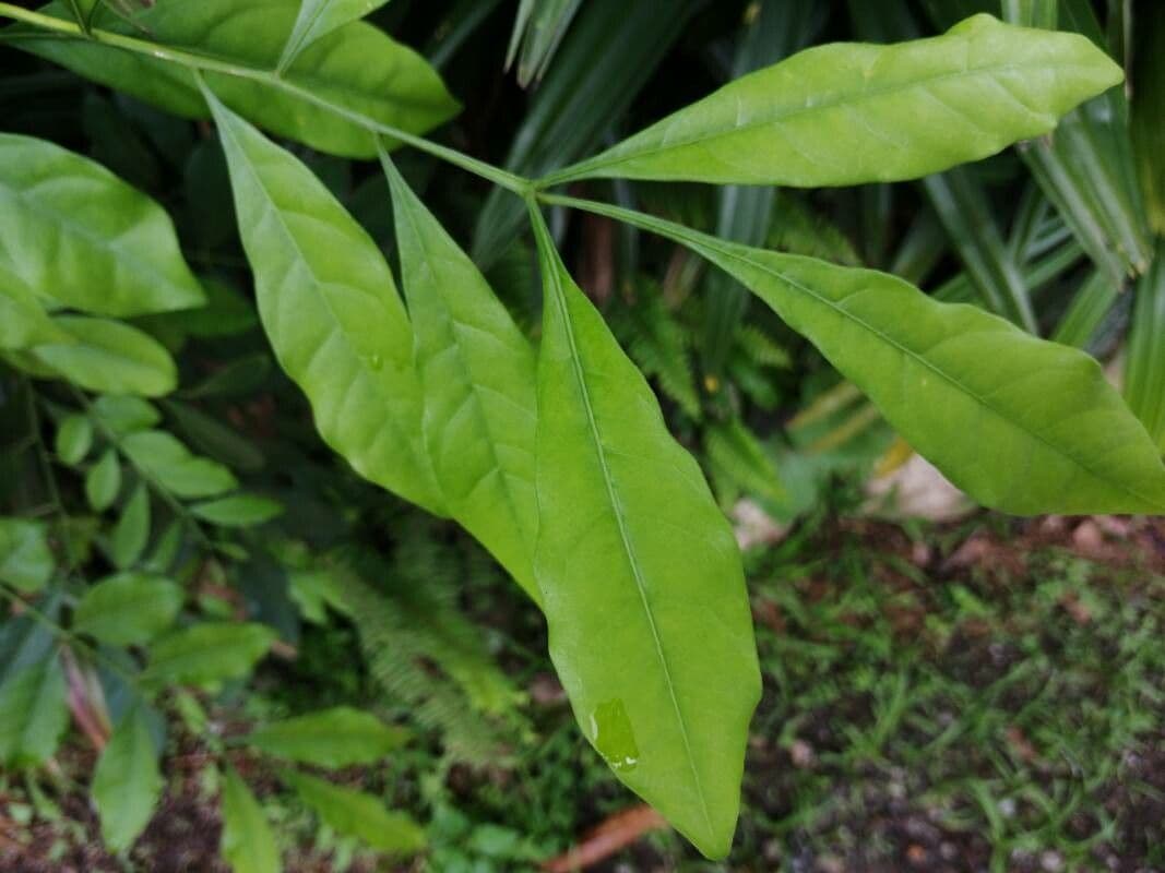 Trichilia havanensis 14
