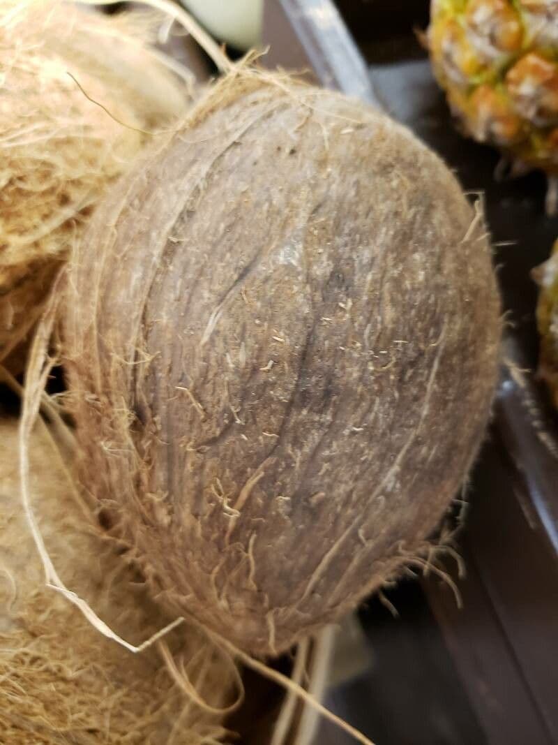 Cocotier 3