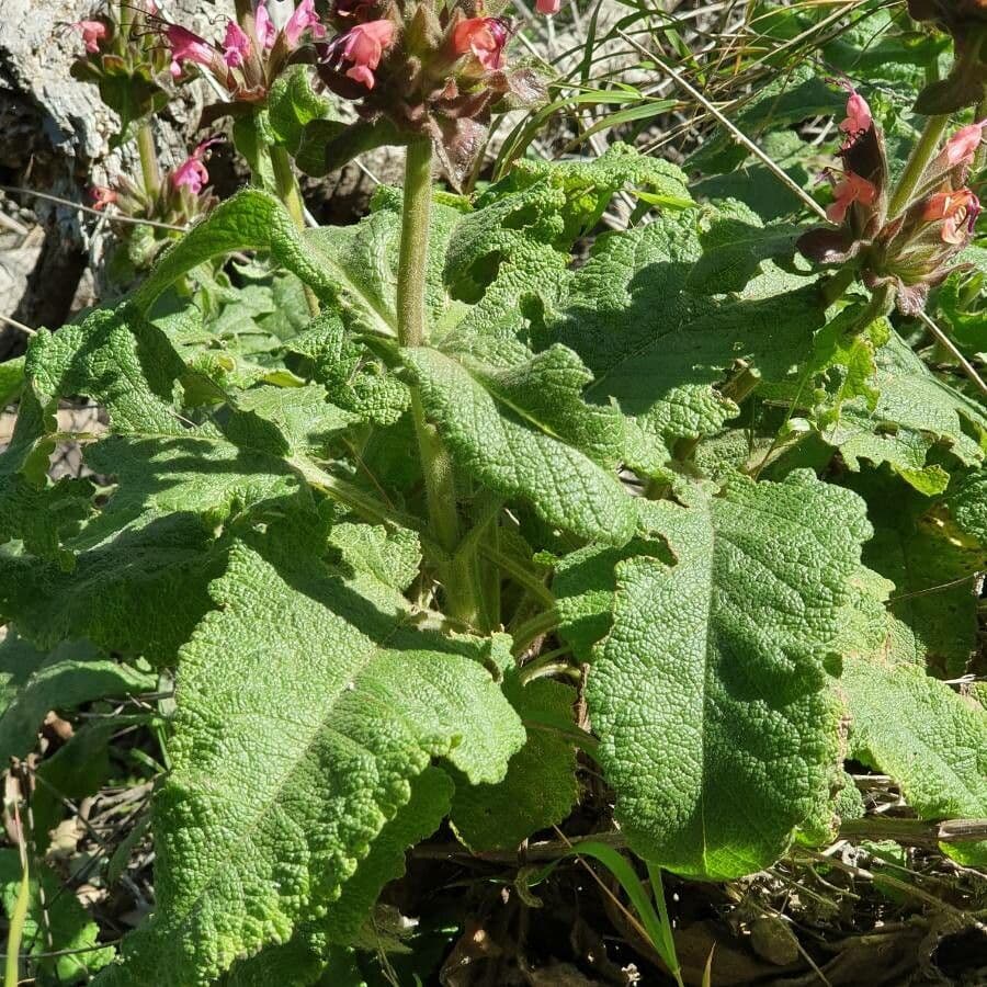 Salvia spathacea 14