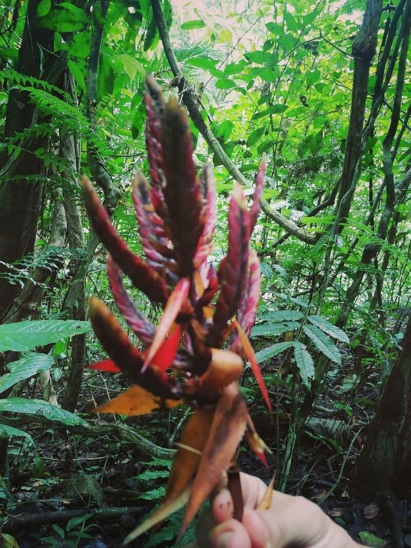 Aechmea 3
