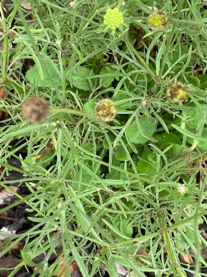 Ockergelber Witwenblumen 20