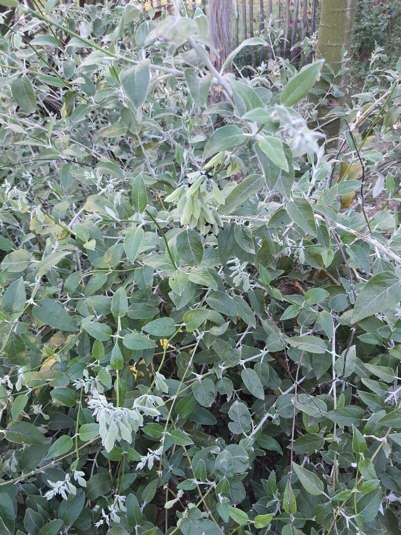 Salvia 9