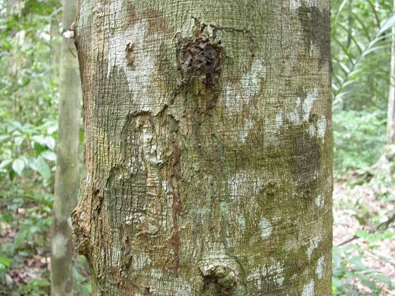 Simaruba amara 18