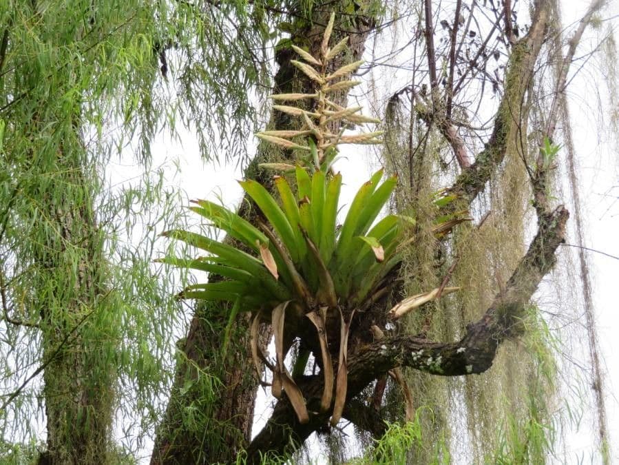 Tillandsia