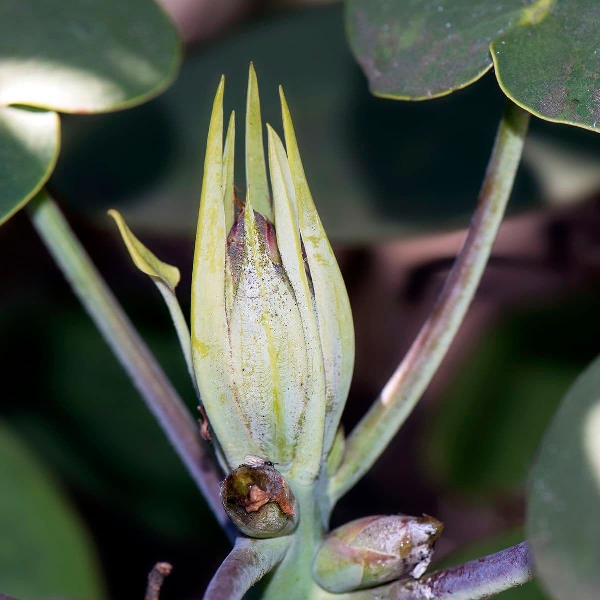 Rododendro 23