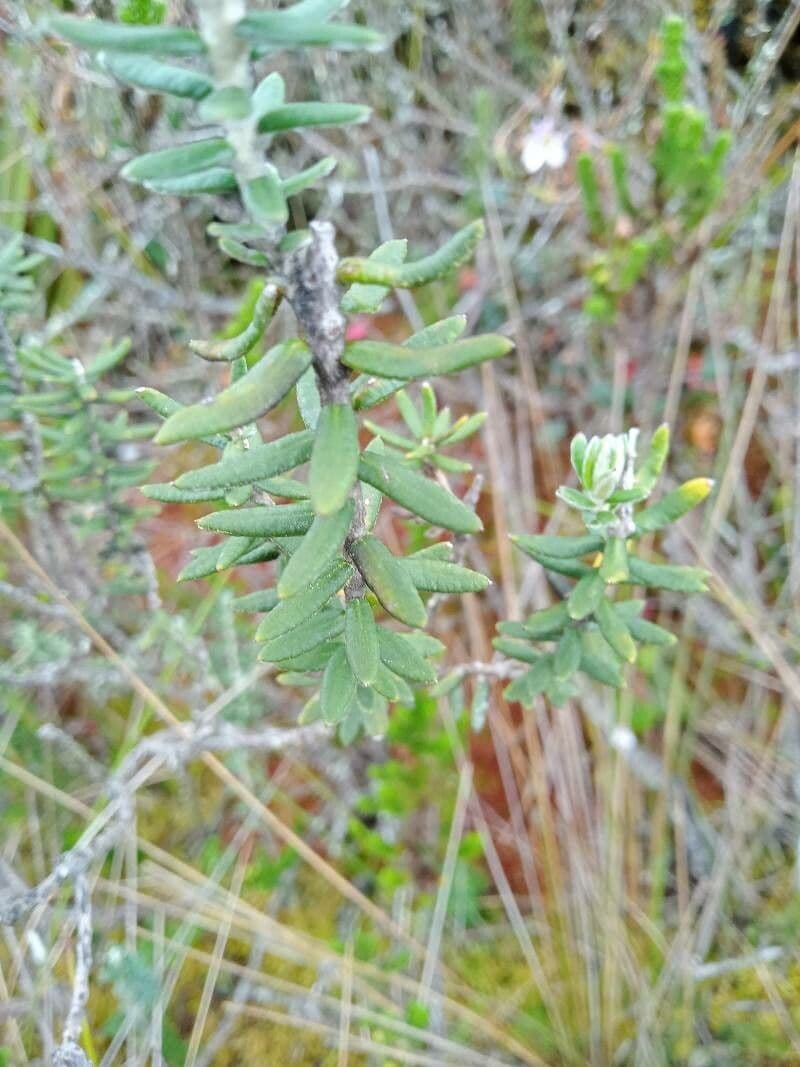 Linochilus phylicoides 4