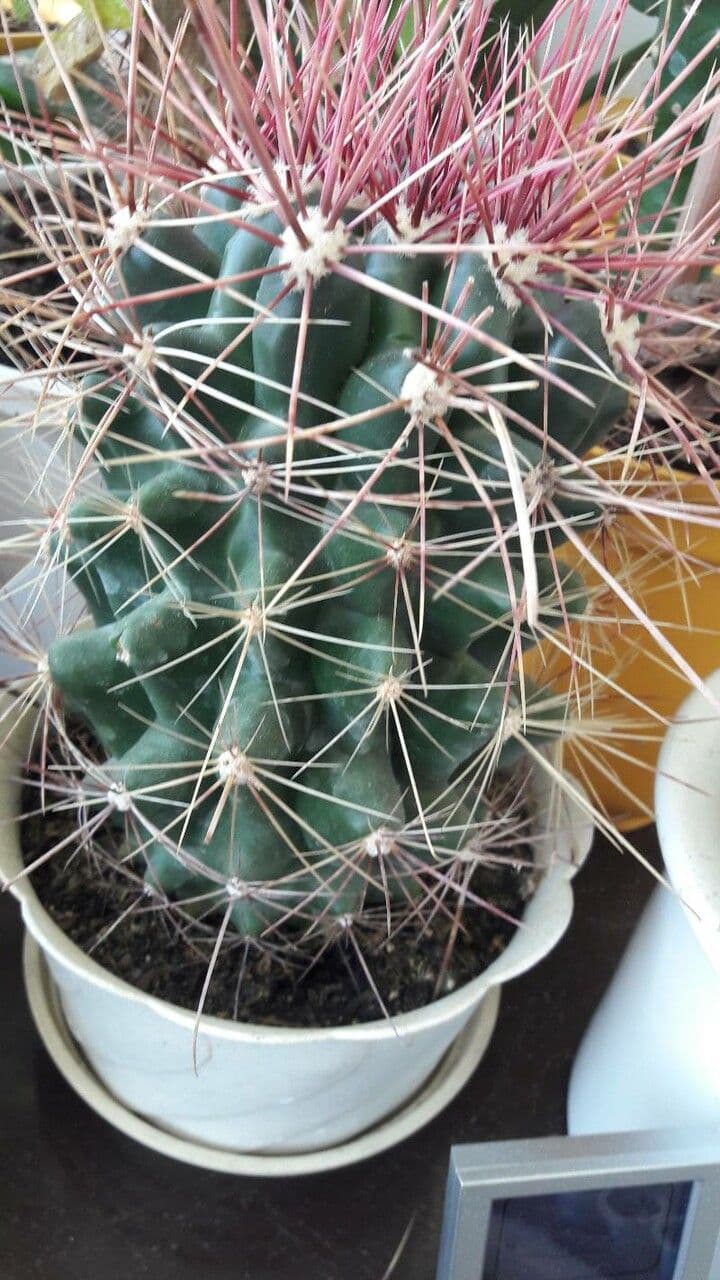 Cactus barile uncinato 2