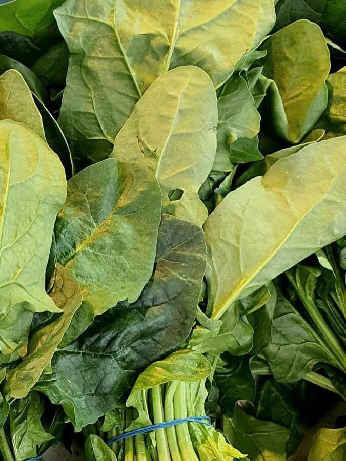 Spinaci 18
