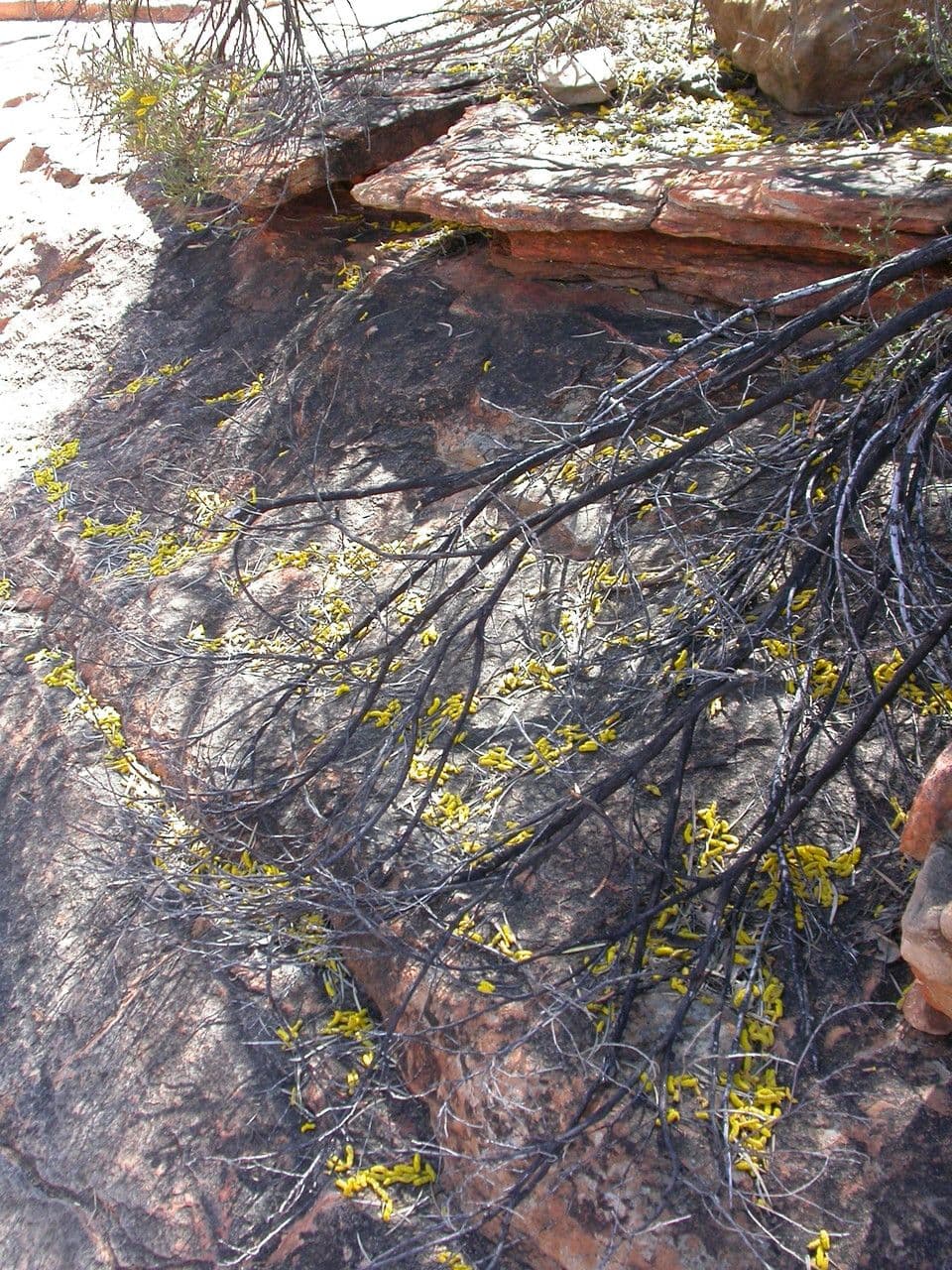 Acacia ligulata 2