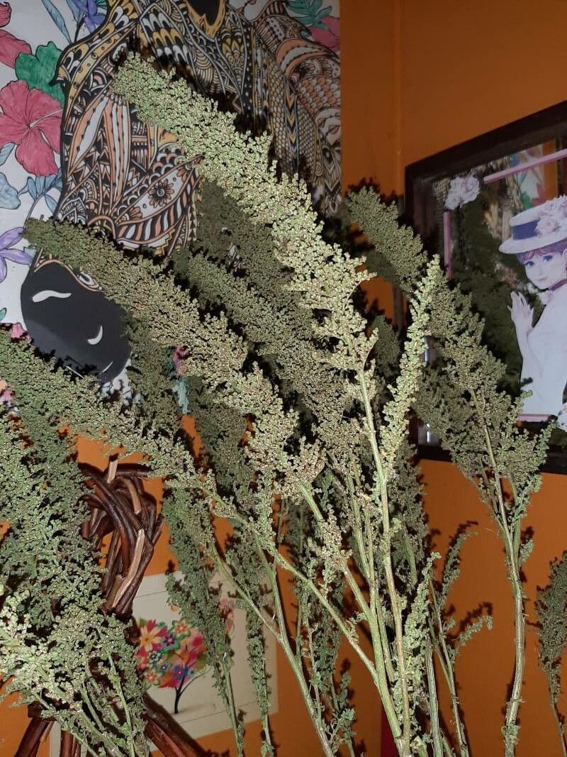 Chenopodio 3