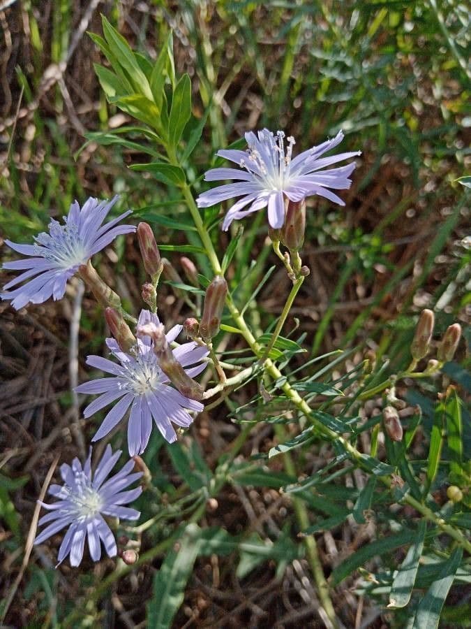 Lactuca tatarica 7