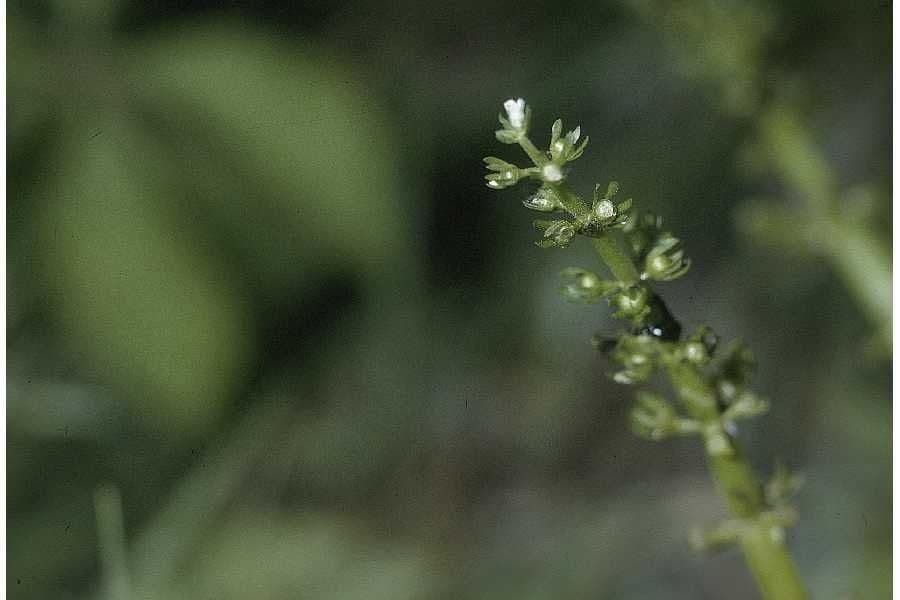 Hottonia inflata 2