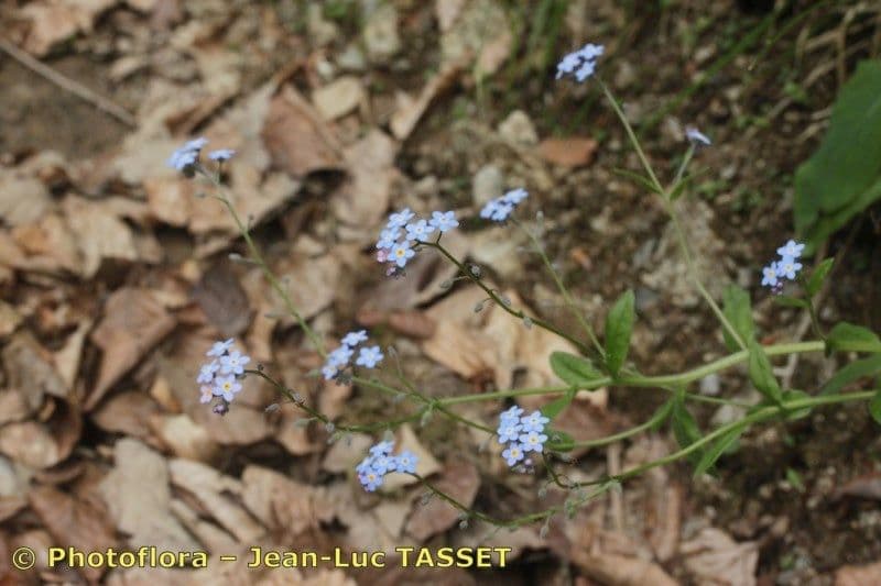 Myosotis décombant 10