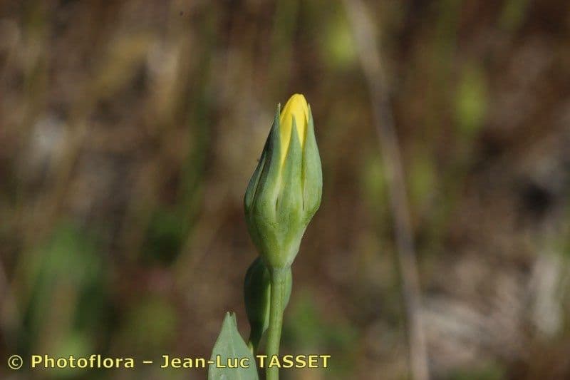 Centaura 3