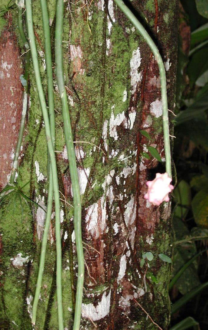 Weberocereus 13