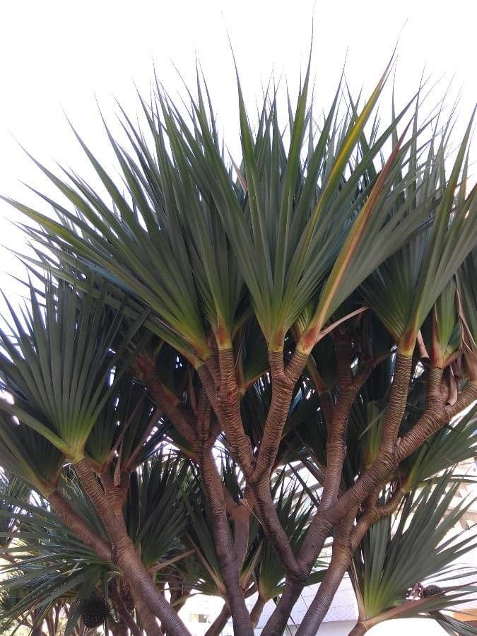 Pandanus tectorius 18