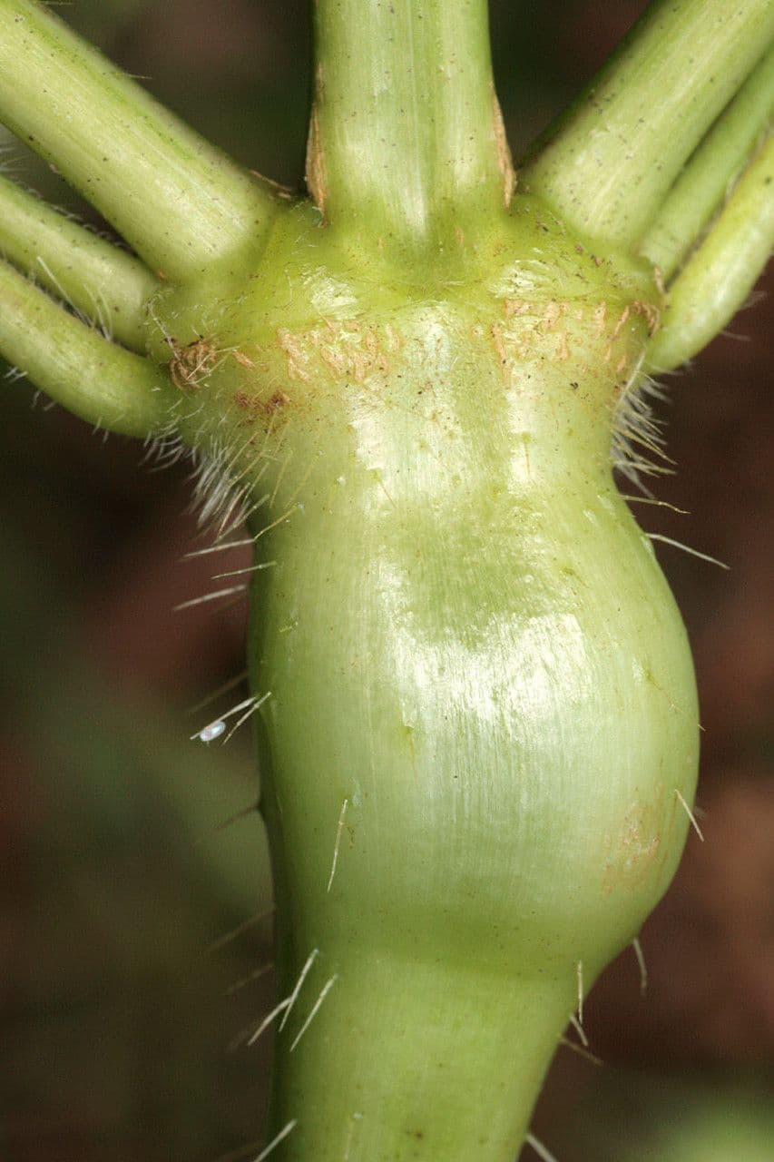 Canapetta bifida