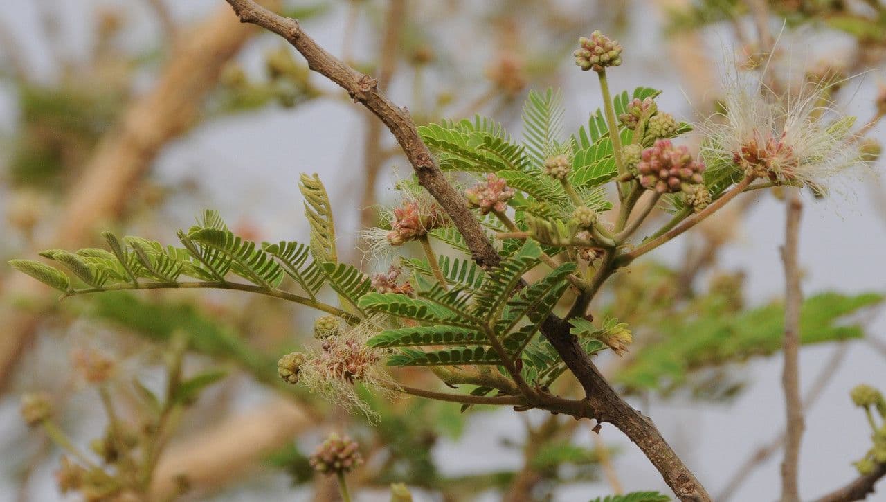 Albizia 2